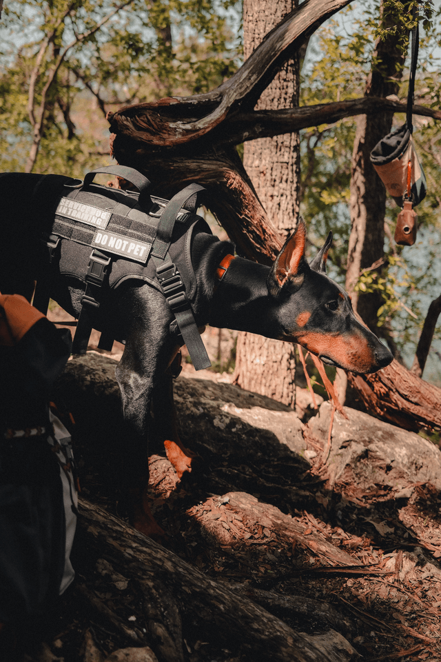 Crux harness portfolio work